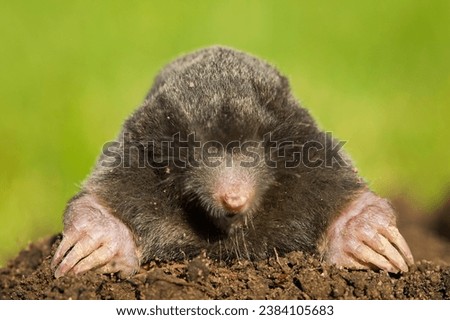 Mole animal behavior with our captivating stock images. Witness their unique habits, from foraging for food to building intricate burrows. Our collection showcases the versatility of mole life Royalty-Free Stock Photo #2384105683