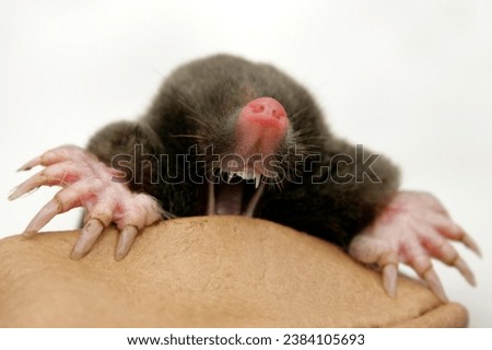 Mole animal behavior with our captivating stock images. Witness their unique habits, from foraging for food to building intricate burrows. Our collection showcases the versatility of mole life Royalty-Free Stock Photo #2384105693