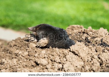 Mole animal ecology stock photos. These images provide valuable insights into mole habitats, their role in the ecosystem, and interactions with other species.