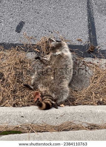Dead racoon on the road Royalty-Free Stock Photo #2384110763