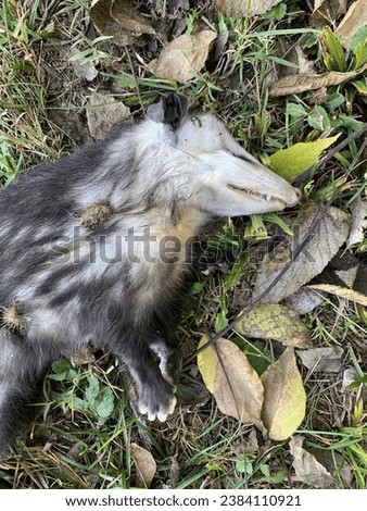 Dead possum in the park on the grass