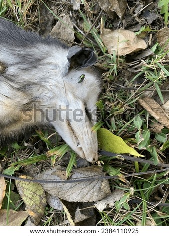 Dead possum in the park on the grass