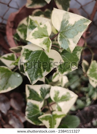 Senecio macroglossus is a plant species that belongs to the Asteraceae family. Royalty-Free Stock Photo #2384111327
