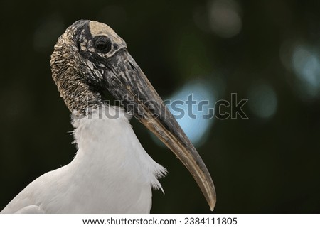 Wood Stork Close-up of Head with Waterdrop on Beak