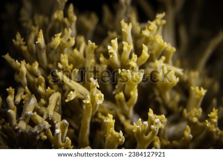Clustered Coral Mushroom, pink-tipped coral mushroom, or cauliflower coral, is an edible species of coral fungus. Royalty-Free Stock Photo #2384127921