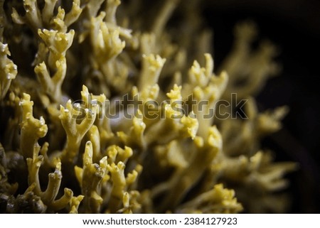 Clustered Coral Mushroom, pink-tipped coral mushroom, or cauliflower coral, is an edible species of coral fungus. Royalty-Free Stock Photo #2384127923