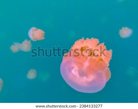 Palau island jelly fish lake Royalty-Free Stock Photo #2384133277