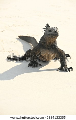 marine iguana posing for a picture