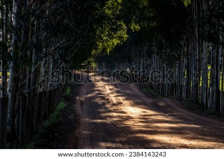 Dirt soil country road in countryside with green tree as tranquil nature travel in Brazil
