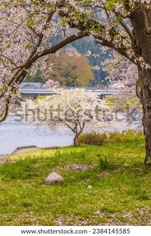 Row of cherry blossom trees in Kakunodate City, Akita Prefecture