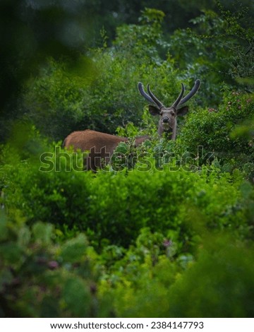 Sambar deer (Rusa unicolor), is a large and majestic species of deer native to South and Southeast Asia