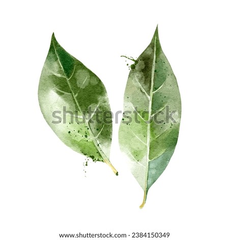 Watercolor hand drawn sketch ingredient bay leaves. Painted vector isolated illustration on white background for packaging design Royalty-Free Stock Photo #2384150349