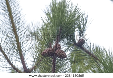                                There are several nuts on a green spruce branch