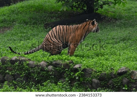 tiger animal with blur background