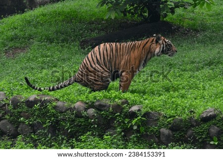 tiger animal with blur background