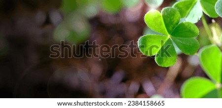 Clover Leaves , Lucky Irish Four Leaf Clover in the Field for St. Patricks Day holiday symbol. with three-leaved shamrocks, St. Patrick's day holiday of Shamrocks symbol.	
