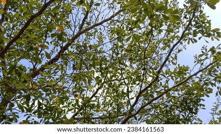 Bottom view of lush green tree crowns with translucent sunbeams. Bright forest and trees backgrounds