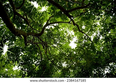 Blur image of Sun rays shines through forest trees,nature of green leaf in garden .