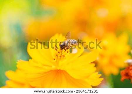 Bee and Yellow flower, Close up bee with Cosmos yellow flower in the garden, abundance field with blur background.