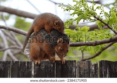 Two possums walking on the fence in Australia