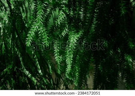 Lycopodium squarrosum
forst hanging fern  background. Selective focus. Royalty-Free Stock Photo #2384172051