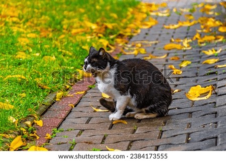 moaning little black and white cat in garden Royalty-Free Stock Photo #2384173555