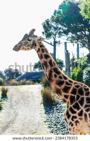 Beautiful Giraffe Portrait in Nature