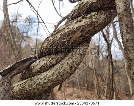 Chinese Wisteria Invasive Thick Woody Twisted Vines growing up Trees in Western PA Royalty-Free Stock Photo #2384178671