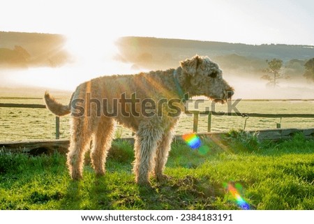 An Airedale Terrier dog stands against an early morning sunrise. Lens flare, saturated colors and dark silhouette give this picture magic. Misty fields and orange skies. Spectacular.