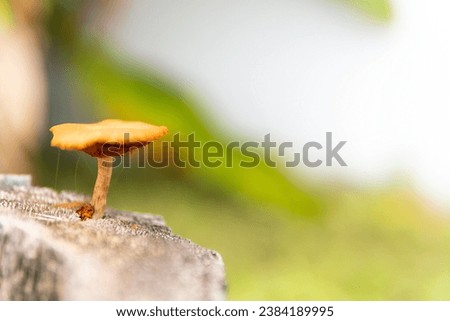 Little yellow mushroom on a blurred background.