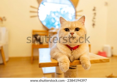 Cat with light brown color and look soft fur lie down on table and look at camera with relax position in front of glass window in the house.