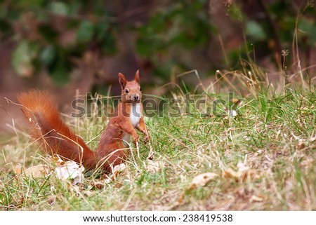 Red squirrel in the wild, in the forest