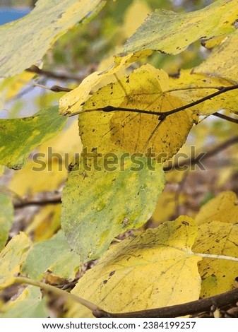 autumn yellow leaves in park