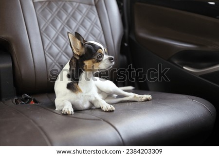 dog in the car, traveling with beloved pet by car. dog falls asleep in the car on a tourist trip. Royalty-Free Stock Photo #2384203309