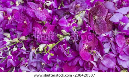 Orchid flower background