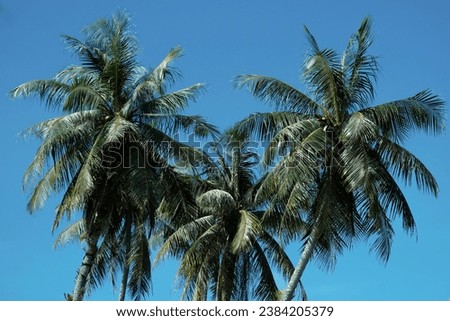 Coconut trees on blue background