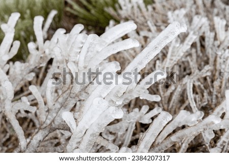 tree branches covered by ice in first snowfall of the year 2023 in the Sierra de Guadarrama in Madrid, Spain