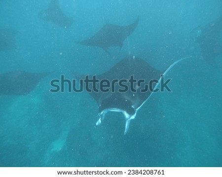 Oceanic manta rays swimming underwater