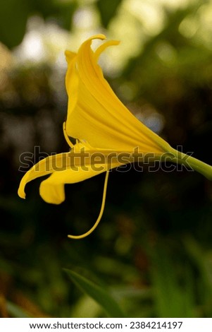Close up of a bright yellow flower