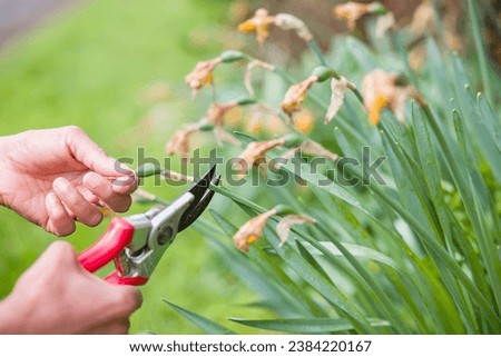Close-up of a female gardener deadheading daffodils with secateurs in an English garden Royalty-Free Stock Photo #2384220167