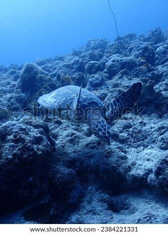 Underwater green turtle portrait photos swimming     
