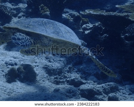 underwater pictures of a green turtle swimming in the maldives         