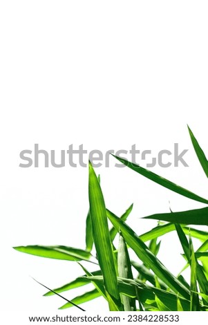 detail of green bamboo leaves, great for wallpaper or other illustrations, on a white background.