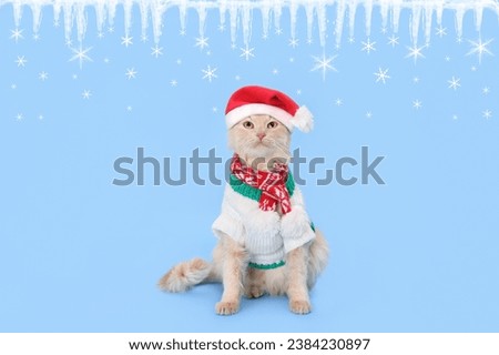 Cat wearing red Santa Claus cap hat. Christmas cat card. Happy Christmas. Holiday card. Web banner with copy space. Santa's helper. Ginger Cat on blue background. Happy New Year. Starry sky Snowflake 