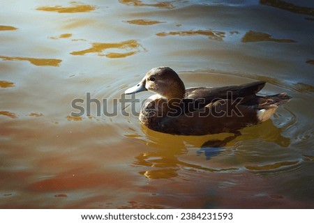 brown duck on the water