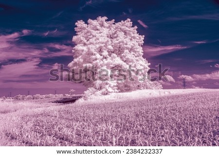 infrared photography of trees and blue sky