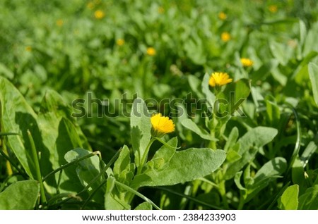 Yellow flowers (Calendula Arvensis) blooming among greenery in Mersin city in Turkey. These flowers that have just bloomed can symbolize the birth of beauty. Royalty-Free Stock Photo #2384233903