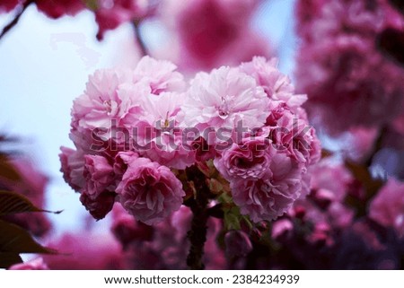 beautiful pink flower in the garden in spring season
