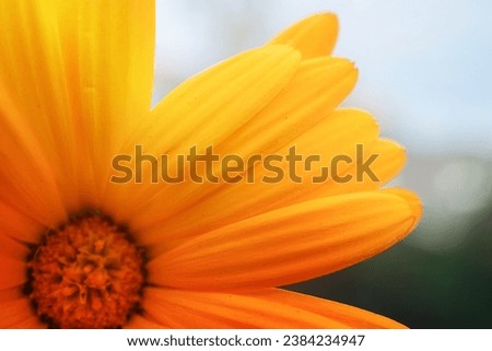 A beautiful orange flower petals
