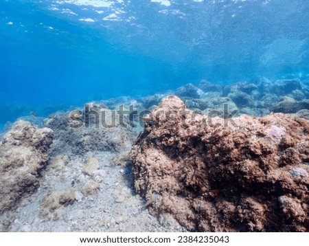 Underwater pictures, diving pictures, blue ocean snorkel Royalty-Free Stock Photo #2384235043